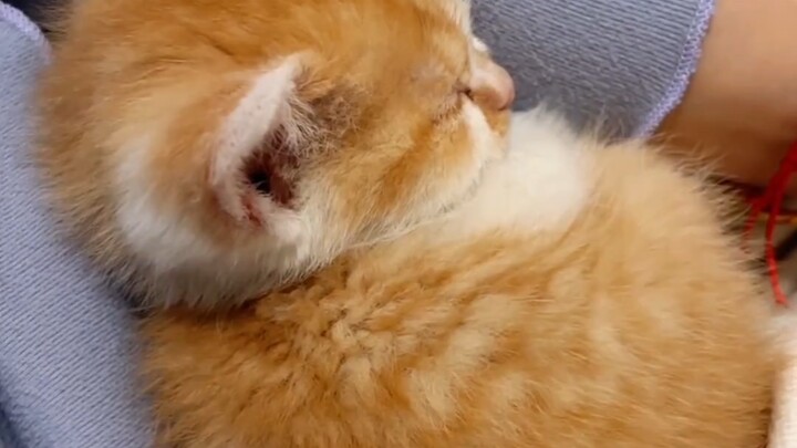 First time rescuing a cat—too slow, it’s gone!