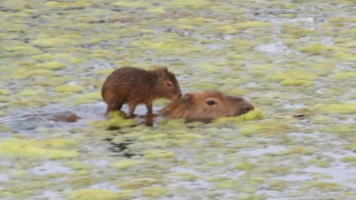 คาปิบาราขี่คาปิบาราข้ามแม่น้ำ