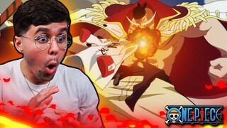"AKAINU DEVOURS WHITEBEARD" One Piece Marineford Episode 476 AND 477 Live Reaction!