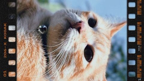 penampakan kucing