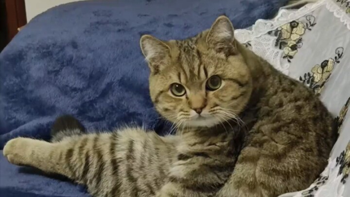 แมว: ฉันเลียตัวเธอแล้วเหรอ?