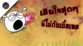 เสียใจที่สุดเพาะปลากัดข้ามสายจะทำนีโม่ดับเบิ้ลเทลแต่สิ่งที่เจอคือสไตล์korattv