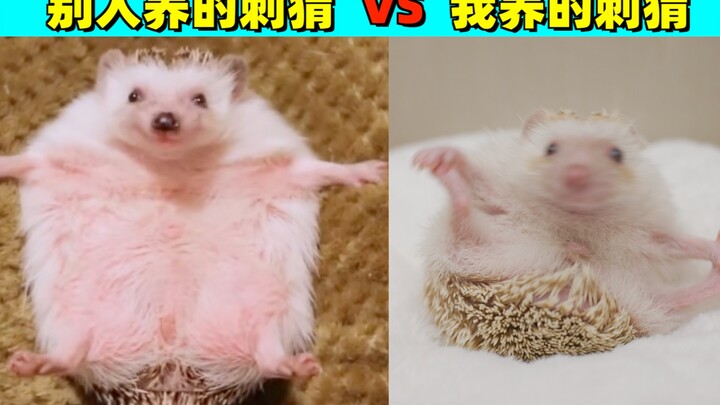 Nuôi đã nửa năm rồi, sao con nhím của tôi ngày càng ngang ngược thế này!