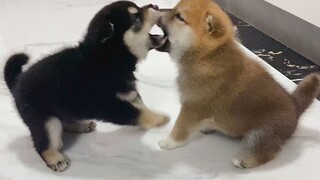 小奶狗可爱吗？拿智商换的！