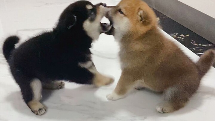 Apakah anjing kecil yang manis itu menggemaskan? Dapatkannya dengan mengorbankan IQ!