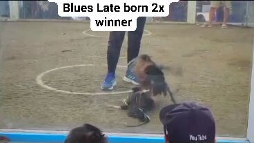 Duke hulsey Lemon 84 Blues win at BCC