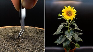 Growing Sunflower Time Lapse - Seed To Flower In 83 Days