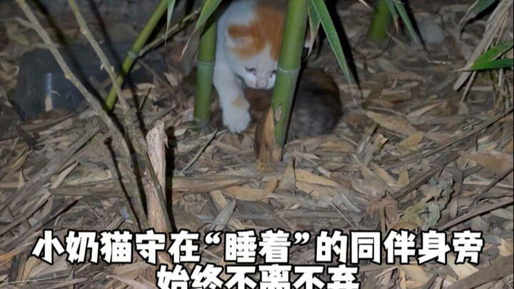 Sự kiên trì của chú mèo con đã mang lại cơ hội sống sót mong manh cho đồng loại của mình.