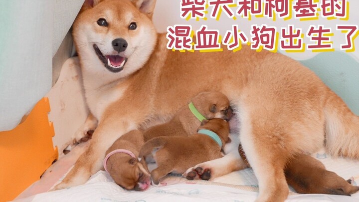 Shiba Inu และ Corgi มีลูกหมาผสมกัน และการเกิดของลูกสุนัขทุกครั้งทำให้ฉันประหม่า