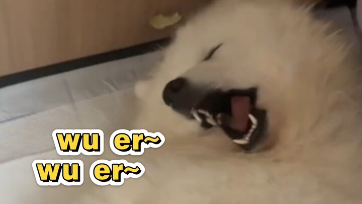 يا له من بيض غاضب دخل一路وويرووير!