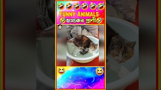 🤣হাস্যকর প্রাণীদের হাস্যকর ভিডিও🤣| Funny cat videos| Funny Animals 2023mayajaal