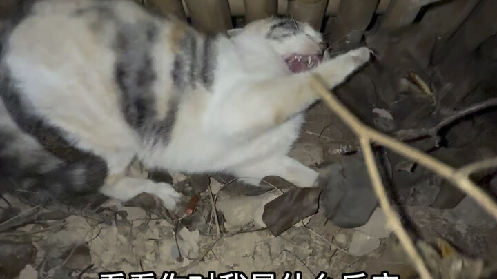 الزهرة الجديدة التي وصلت للتو ترتجف خوفًا من تعرضها للضرب الجماعي، أشعر بالتأكيد أن هناك ملكًا بين ق