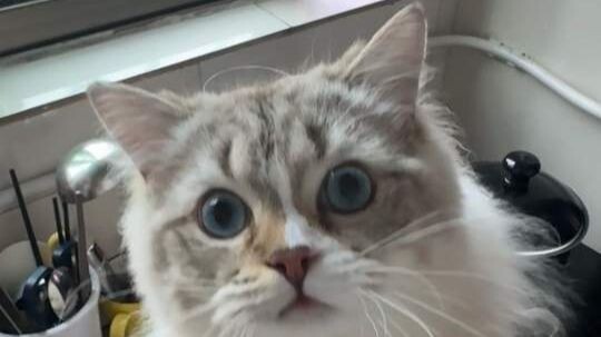As soon as the faucet is turned on, it runs over and meows!