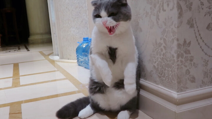 What happens when a cat suddenly finds another cat in the house?