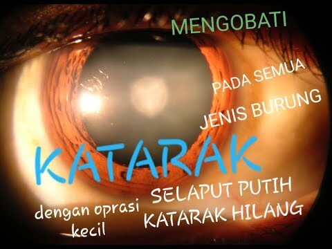 MENGOBATI  KATARAK PADA SEMUA JENIS BURUNG DENGAN OPRASI KECIL