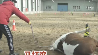 电影中在马背上英姿飒爽的封神男团，谁能想到他们之前竟然都是骑马小白？