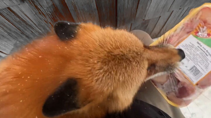 Fox: You’re actually抢ing my chicken from me? Just you wait—I’ll knock you flat with my buckwheat!