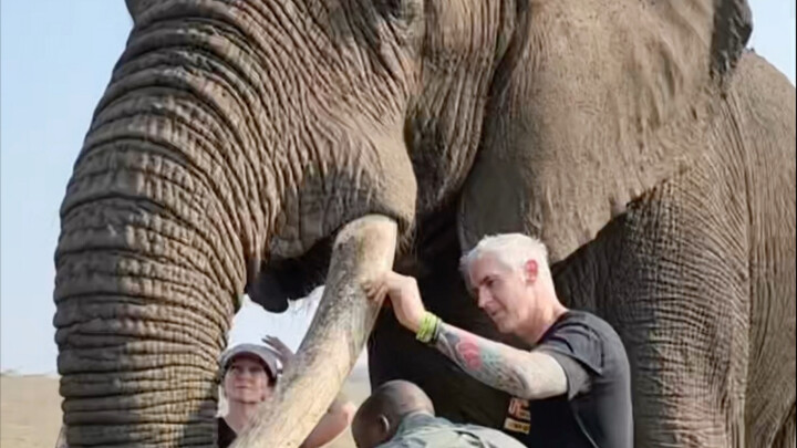 كم عدد النمور التي تستطيع التغلب على الفيل الأفريقي؟ #الفيل_الأفريقي #علوم_الحيوان #عالم_الحيوان