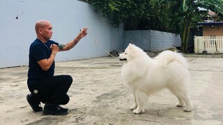 Samoyed Conformation Training | Moscow and Siberia | Asia Pacific Samoyed Kennel |