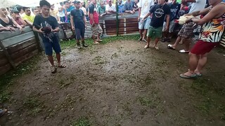 gandang laban