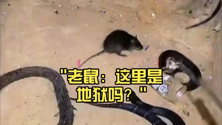 หนู: ที่นี่คือนรกหรือ?