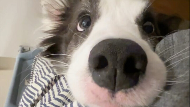 When you try to work, your dog just can’t resist human company.