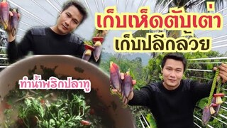 วิถีบ้านๆย่างเข้าฤดูฝน ธรรมชาติที่บ้านก็จะสมบูรณ์แบบนี้ครับ 🍄🍌🌾🌱