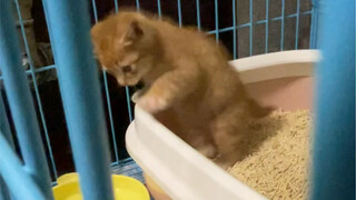 The kitten's first day at home