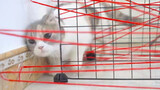 Can the cat successfully avoid the red lines?