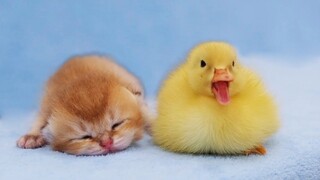 Yellow duck wants to play and sleep next to cute kittens