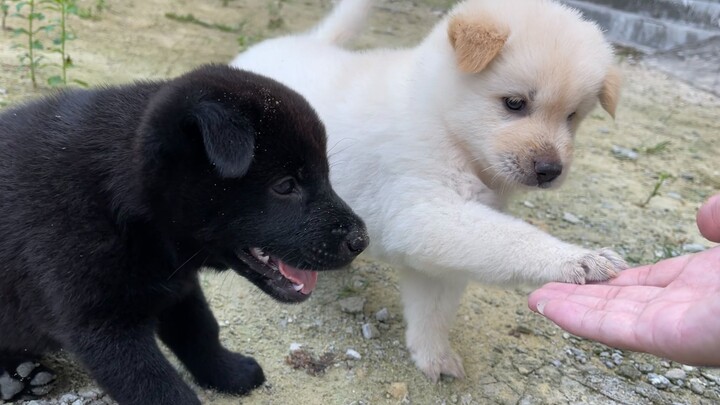 [Dogs] Puppies shaking hands with their owner