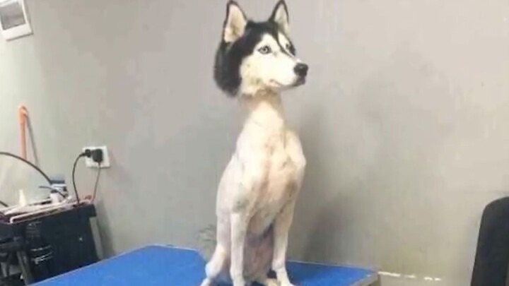 Such a cute dog... stuff