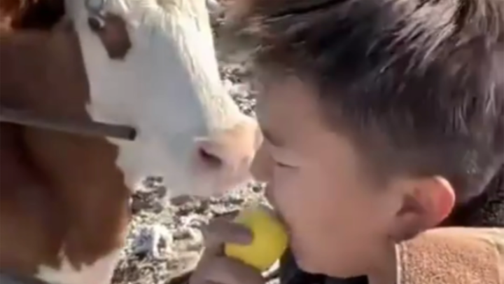 วัว: ฉันกินมะนาวแล้ว