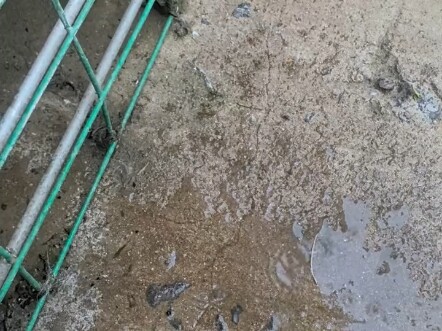 Harimau Siberia, Jingjing, kalau aku berdiri dia jadi tidak minum? Apa sengaja sih #