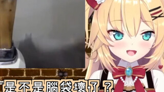 [Hololive Chinese] Jus Hachama kini hadir online, mengejutkan Hachama sepanjang hari [Akai Heart]