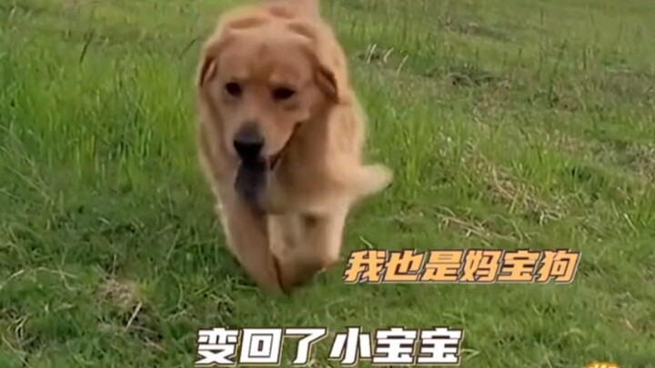 Only in front of Mom is a little dog truly the happiest!