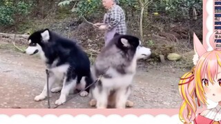 【Familiar】 Rubah Kuat Jepang Melihat Patung Pasir Anjing dan Membingungkan Hadiah Utama 【Ringtone Da