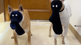 The two dogs are a little tipsy today!