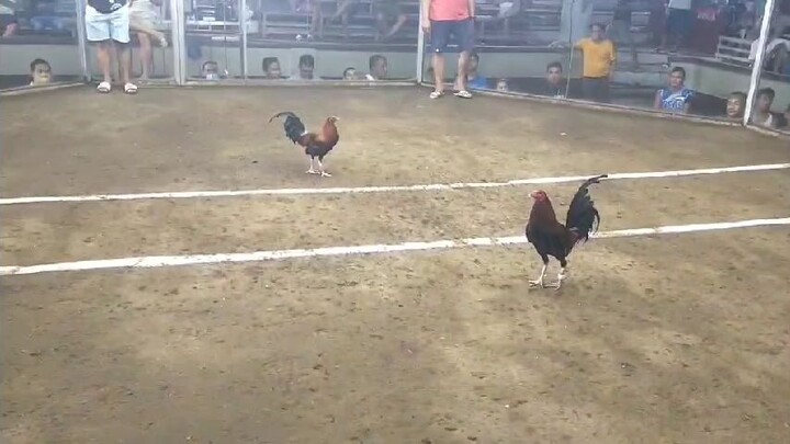 Using Lemon84 4x winner