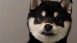 Jus Anak Anjing!!