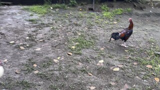 Huwag kang patulog tulog sa pangsitan Asil x kelso yari ka dto