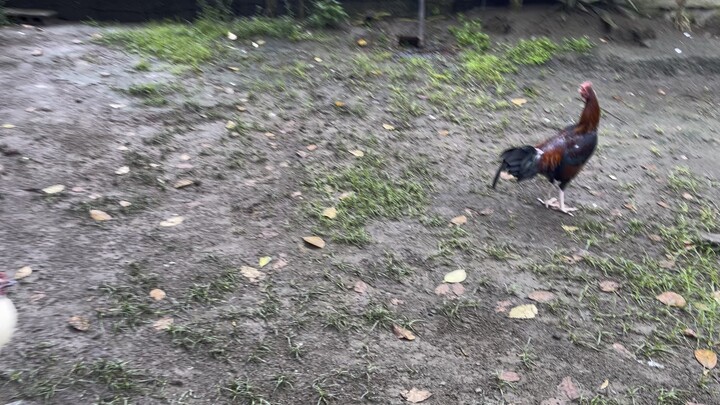 Huwag kang patulog tulog sa pangsitan Asil x kelso yari ka dto