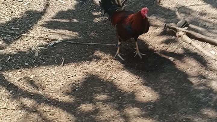 munting ko alaga manok