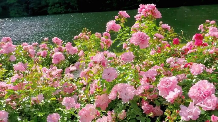 flowers for you..