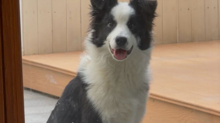 As expected! A dog is just a dog, but a Border Collie is a Border Collie!