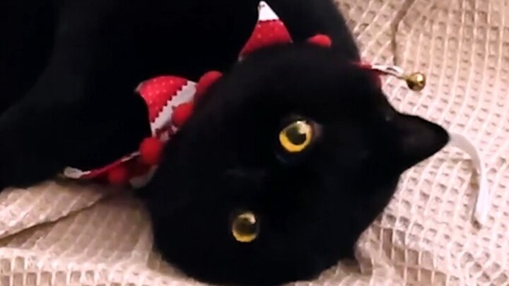 Con mèo này lại còn định lợi dụng chủ nhân!