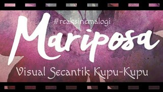 review Mariposa Visual Secantik Kupu-Kupu