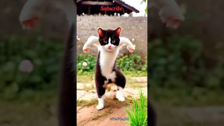 cute cat funny dance video 😹 || #funny #funnydance #ytshort #shortfeed #youtubeshorts  #shortviral