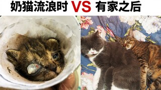 When a kitten is homeless vs. when it has a home