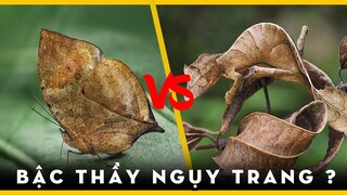 NHỮNG BẬC THẦY NGUỴ TRANG TRONG THẾ GIỚI TỰ NHIÊN | KHÁM PHÁ THẾ GIỚI